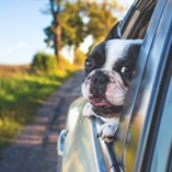 Voyage animal